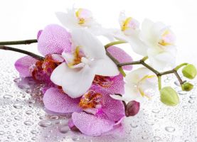 Аромат-отдушка/ Орхидея и жасмин, 10 мл, Франция